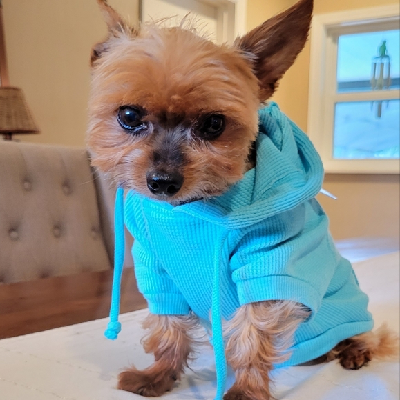 Youly Other - 💙 2x Host Pick! 💙🐶  Blue Lightweight Dog Hoodie S